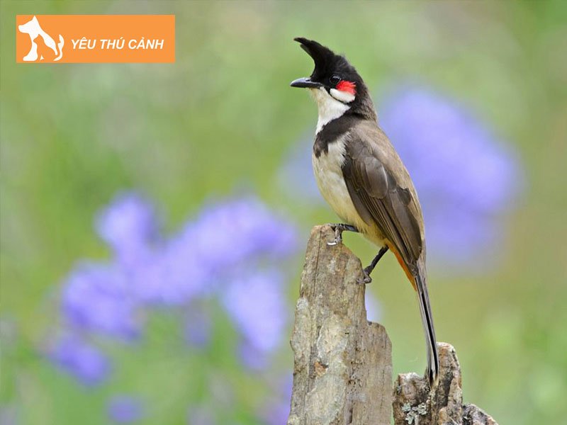 chao-mao-song-kon-thucanh