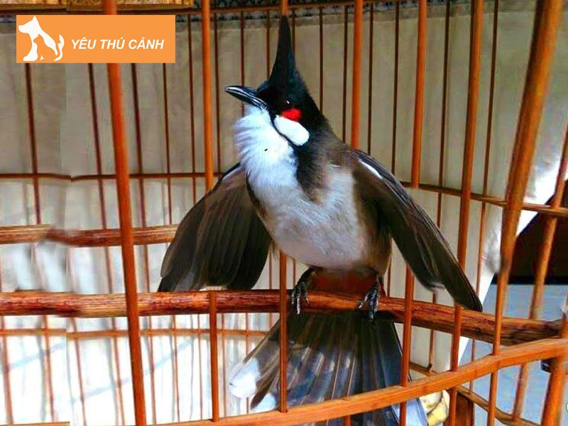 chao-mao-trung-mang-thucanh