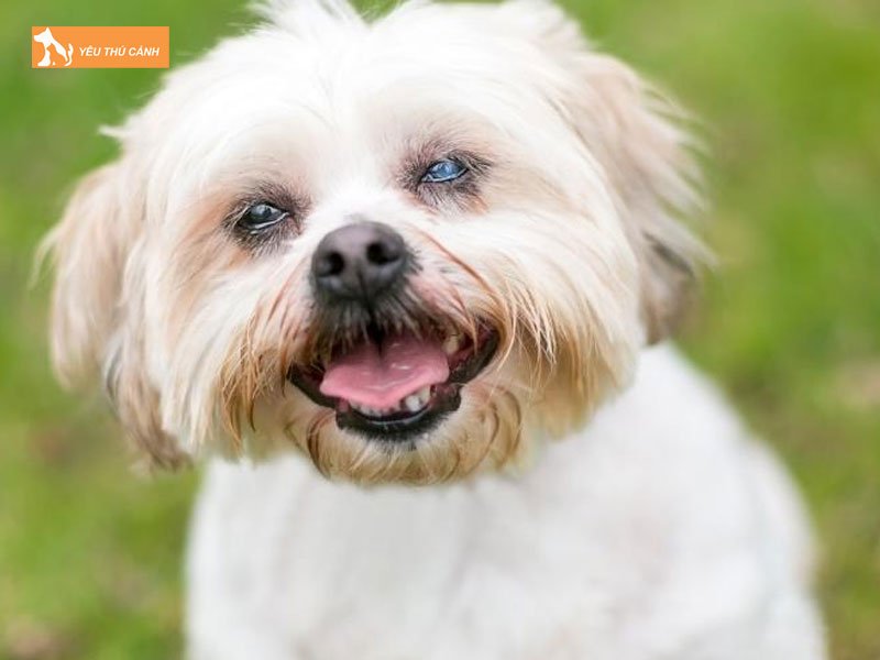 chi-phi-phau-thuat-duc-thuy-tinh-the-thucanh