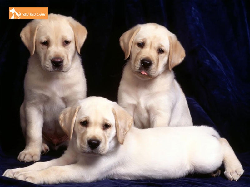 chiem-bao-thay-3-con-cho-mang-den-nhung-diem-bao-gi-1-thucanh