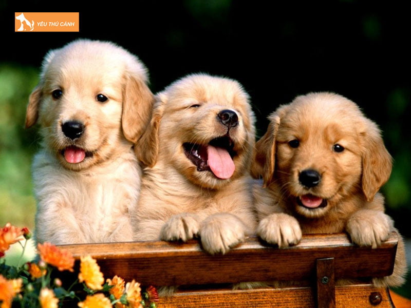 chiem-bao-thay-3-con-cho-mang-den-nhung-diem-bao-gi-2-thucanh