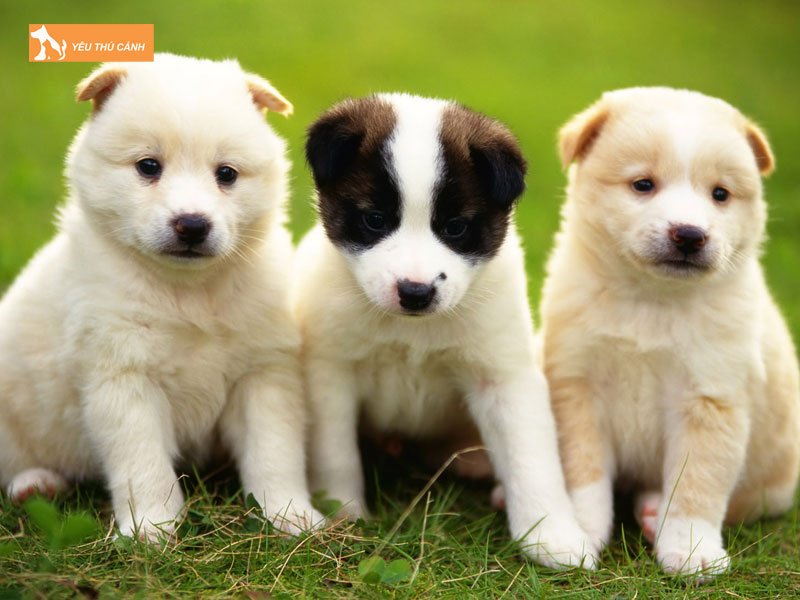 chiem-bao-thay-3-con-cho-mang-den-nhung-diem-bao-gi-3-thucanh