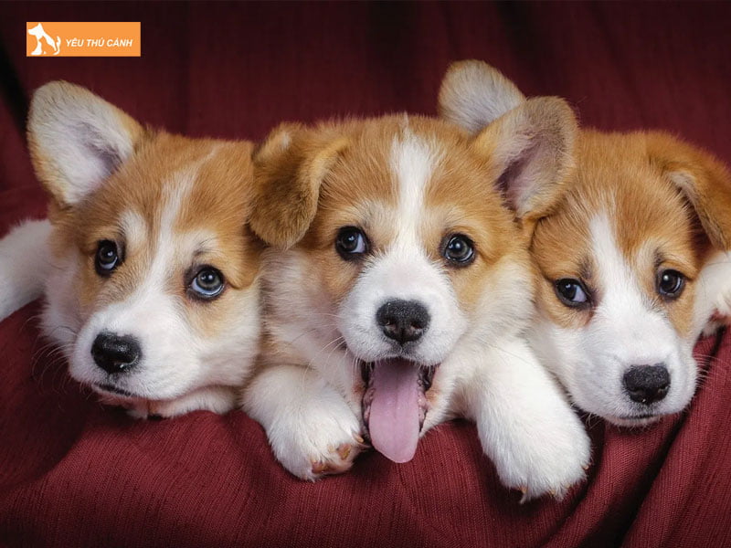 chiem-bao-thay-3-con-cho-mang-den-nhung-diem-bao-gi-thucanh