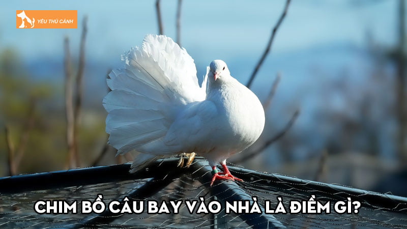 Chim bồ câu bay vào nhà là điềm gì? Nên đánh con gì dễ trúng? Chim bồ câu bay vào nhà là điềm gì? Nên đánh con gì dễ trúng?