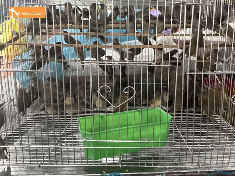 chim-ca-canh-tam-hung-thucanh