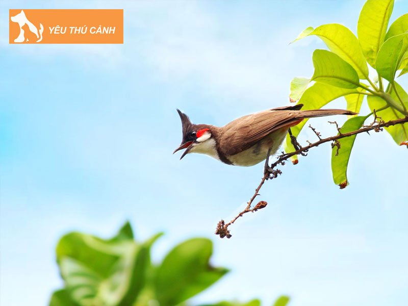chim-chao-mao-an-gi-thucanh