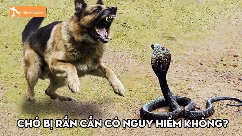Chó bị rắn cắn có nguy hiểm không? Cách xử lý hiệu quả