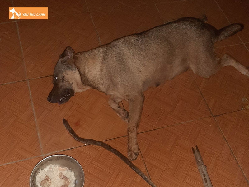 cho-bi-ran-doc-can-co-sao-khong-thucanh