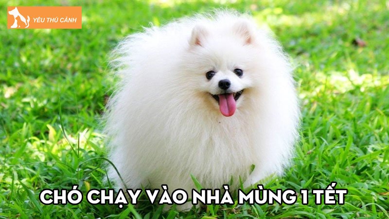 cho-chay-vao-nha-mung-1-tet-la-diem-bao-gi-nhung-dieu-nen-luu-y-thucanh