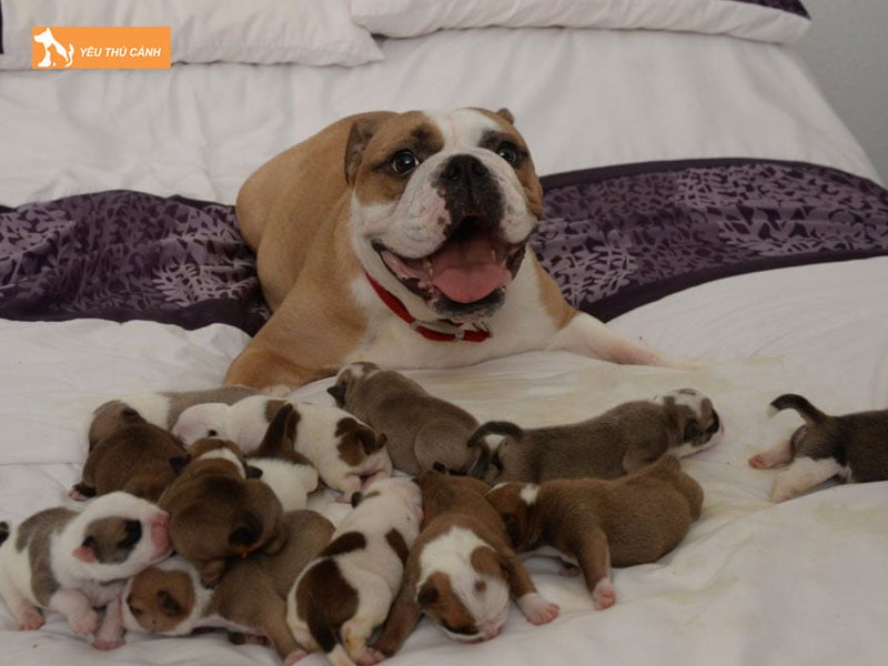 Cho-cho-con-gan-me-de-do-keu-nhieu1-thucanh