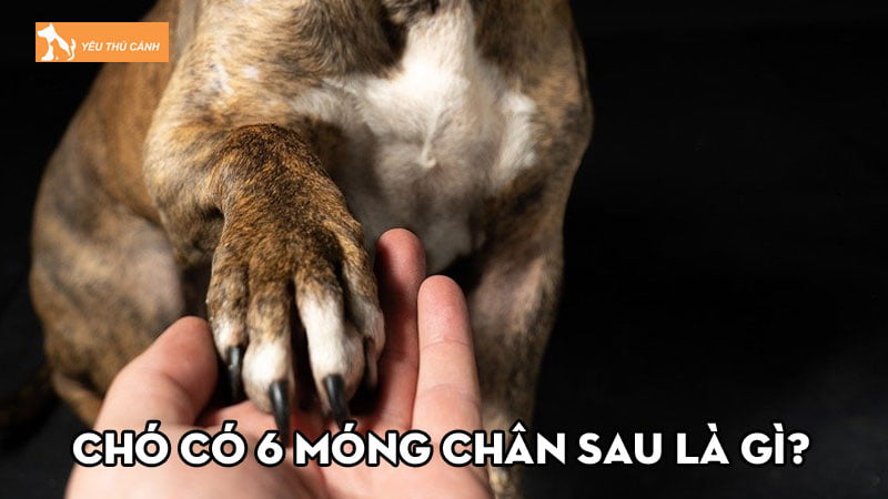 Chó có 6 móng chân sau là gì? Vì sao chúng được yêu thích