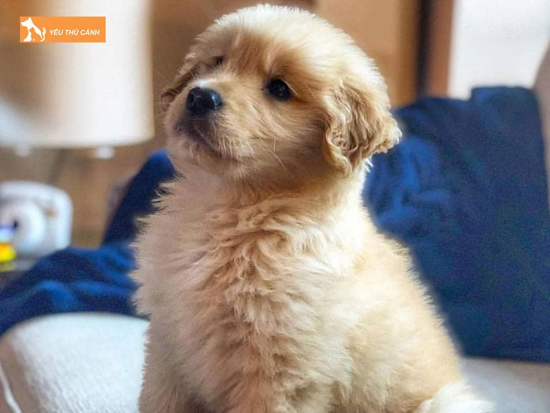 Cho-con-kho-chiu-trong-co-the-thucanh