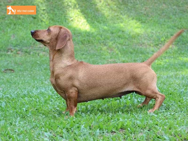 Cho-dachshund-lap-xuong-thucanh