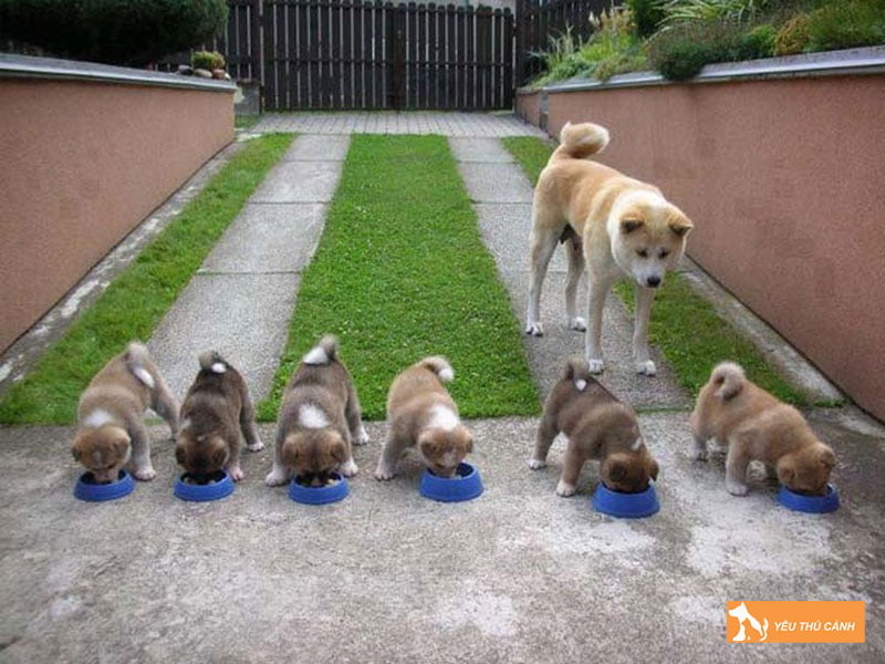 cho-dom-duoi-co-nen-nuoi-khong-thucanh