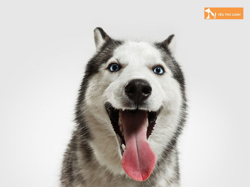 cho-husky-thucanh