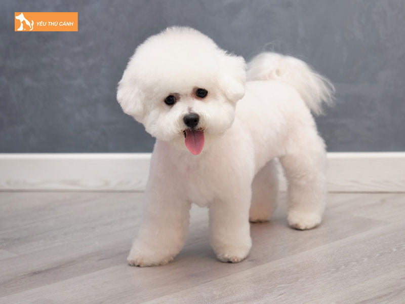 Cho-it-rung-long-bichon-frise-thucanh