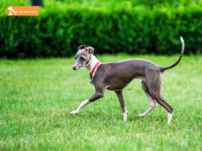 Cho-italian-greyhound-thucanh