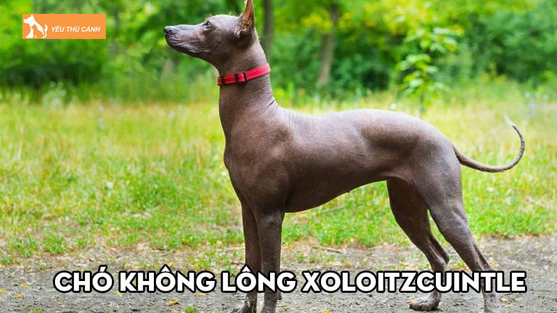 Chó không lông Xoloitzcuintle là gì? Kinh nghiệm nuôi đúng cách