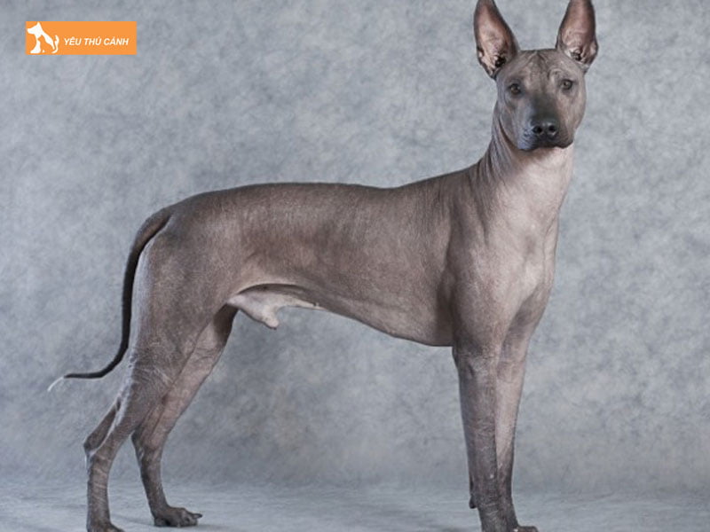 Cho-khong-long-xoloitzcuintle-la-gi-thucanh