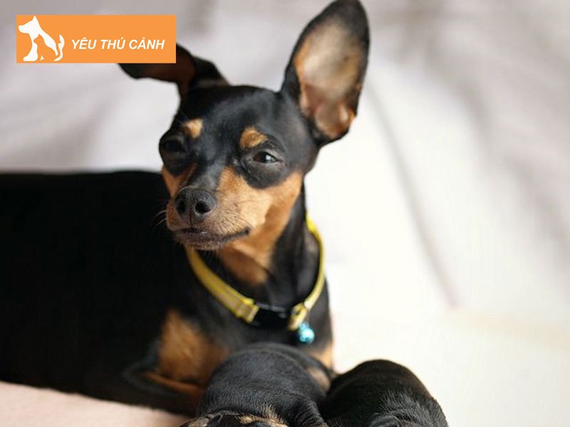 cho-phoc-chuot-gia-bao-nhieu-thucanh