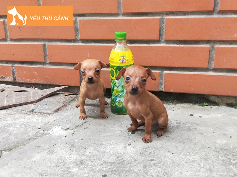 cho-phoc-chuot-la-con-gi-thucanh