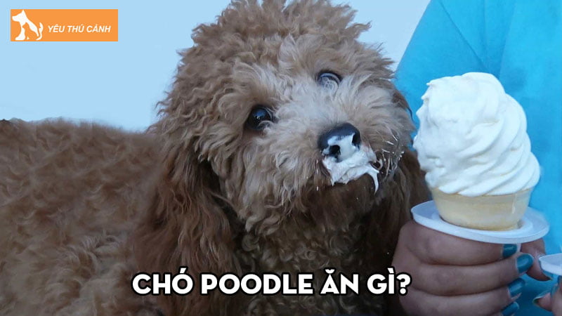 Chó Poodle ăn gì? Bật mí chế độ ăn uống phù hợp nhất Chó Poodle ăn gì? Bật mí chế độ ăn uống phù hợp nhất