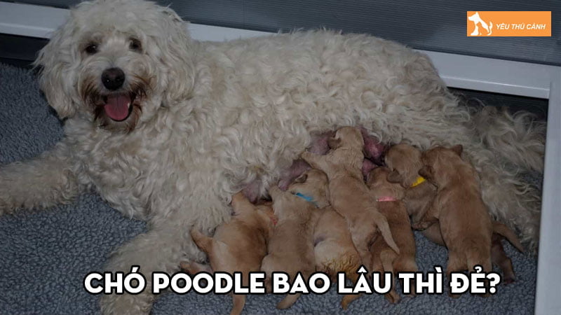 Chó Poodle bao lâu thì đẻ? Cách chăm sóc chó Poodle sinh sản Chó Poodle bao lâu thì đẻ? Cách chăm sóc chó Poodle sinh sản