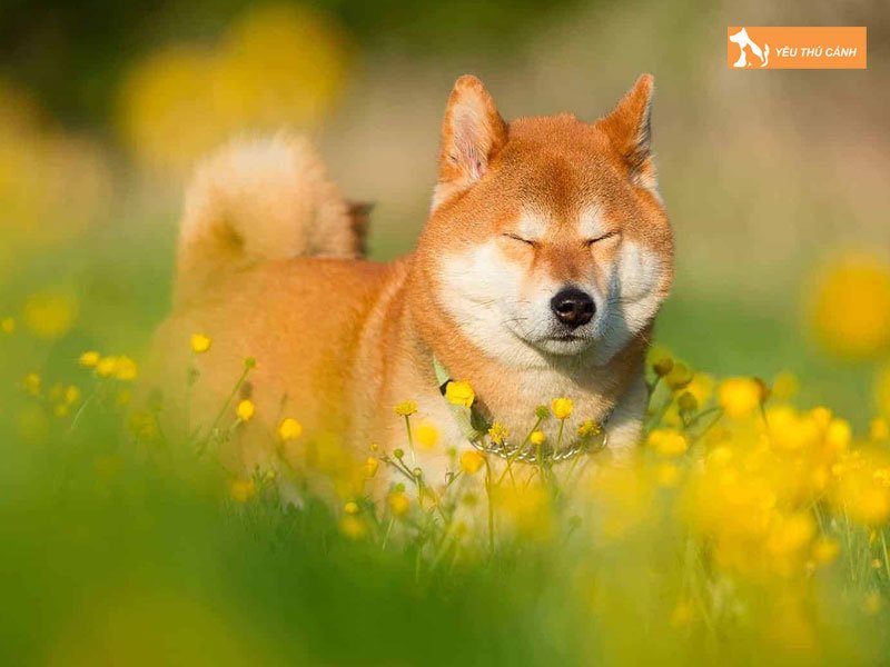 cho-shiba-inu-thucanh