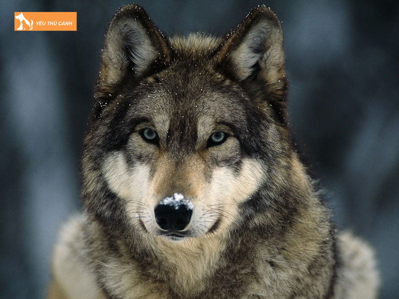 Cho-soi-la-gi-thucanh