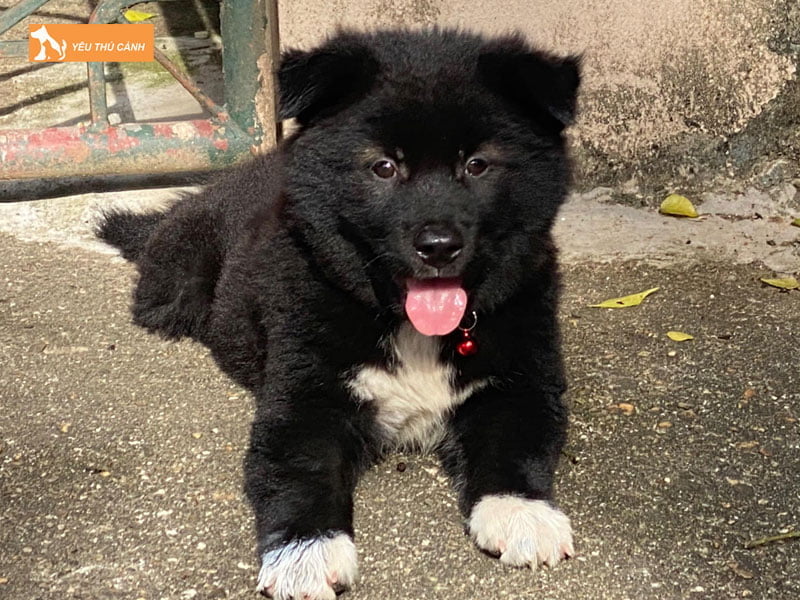 cho-tu-tuc-mai-hoa-la-gi-thucanh