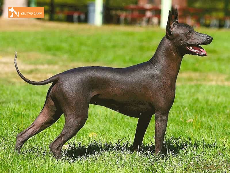 Cho-xoloitzcuintle-thucanh