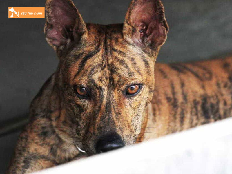 chon-cho-khon-qua-kinh-nghiem-dan-gian-1-thucanh