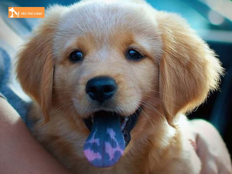 chon-cho-khon-qua-kinh-nghiem-dan-gian-2-thucanh