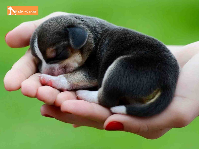 chon-cho-khon-qua-kinh-nghiem-dan-gian-thucanh