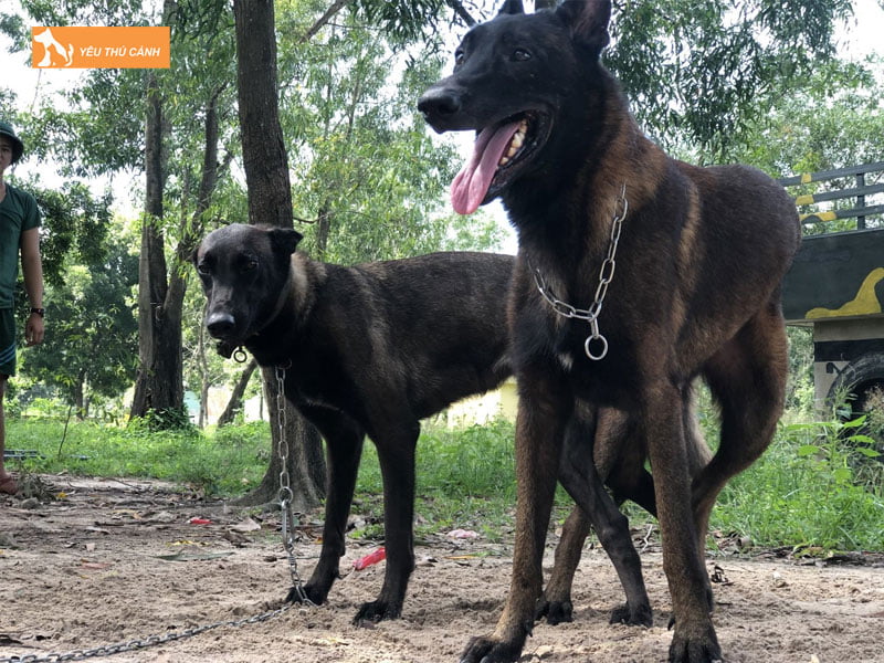 chu-ky-dong-duc-o-cho-cai-1-thucanh