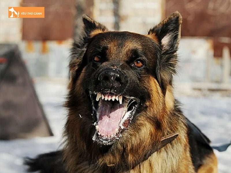 co-nen-chich-ngua-khi-bi-cho-cao-co-mau-1-thucanh