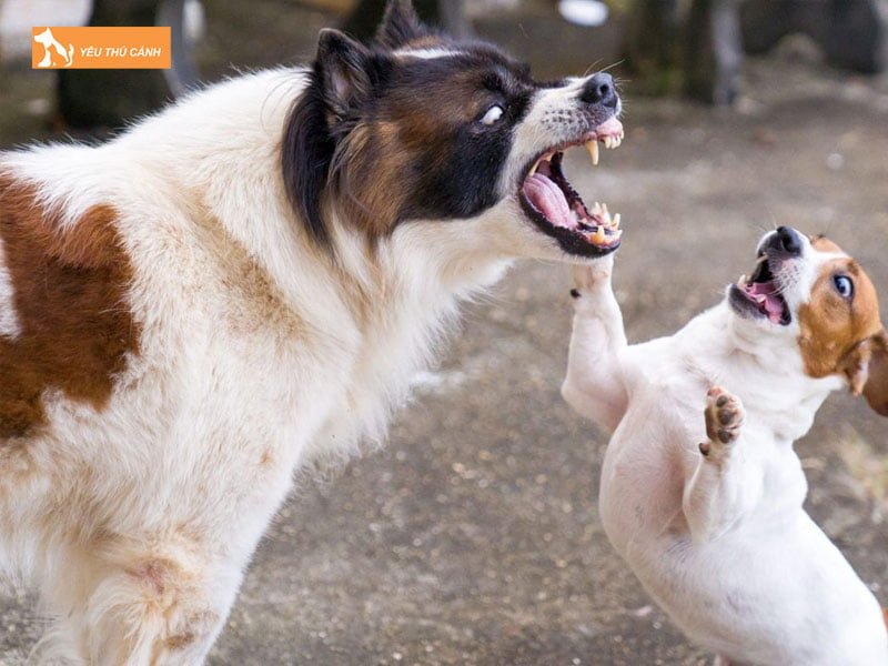 co-nen-chich-ngua-khi-bi-cho-cao-co-mau-thucanh