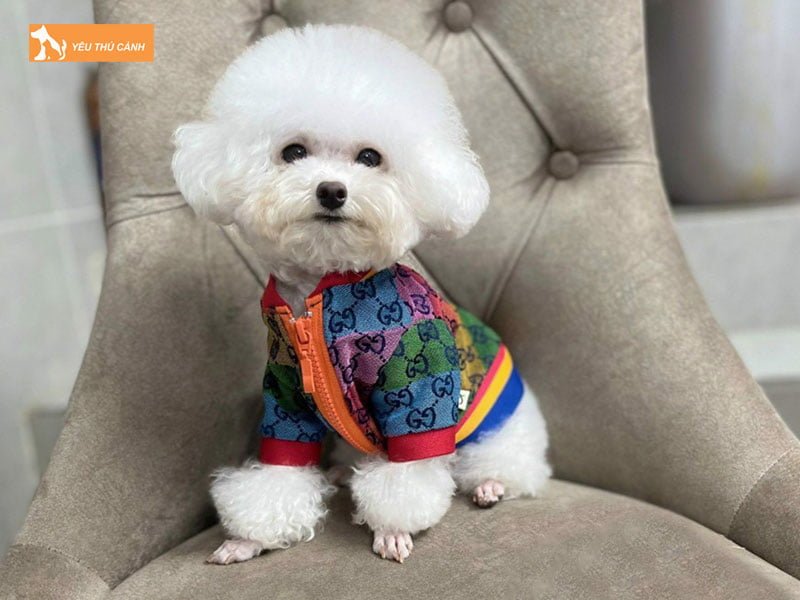 co-nen-may-ao-cho-cho-khong-thucanh