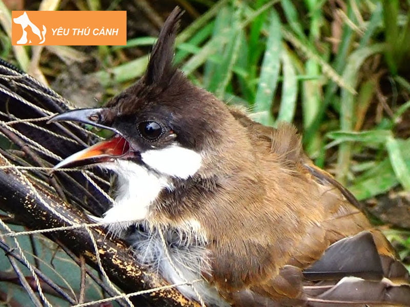 co-nen-nuoi-chao-mao-ma-trang-khong-thucanh