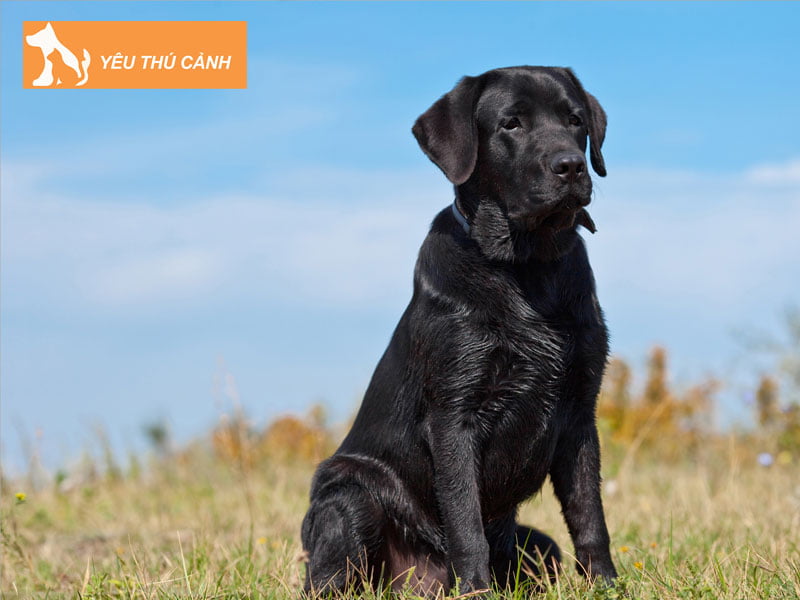 co-nen-nuoi-cho-den-khong-1-thucanh