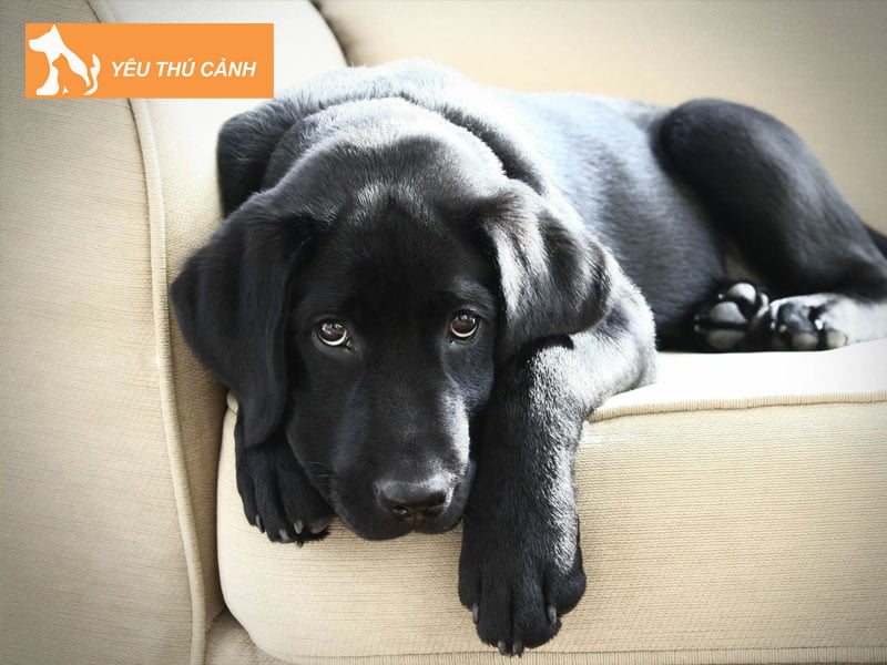 co-nen-nuoi-cho-den-khong-thucanh