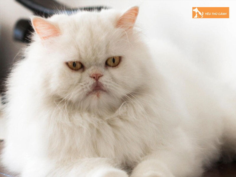 co-nen-thu-mua-meo-canh-gia-re-tren-thi-truong-thucanh