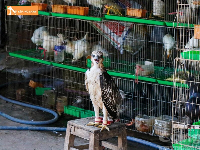 cua-hang-chim-canh-60-thucanh