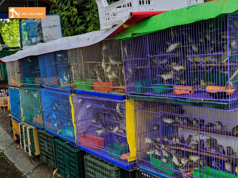 cua-hang-chim-canh-7-luan-thucanh