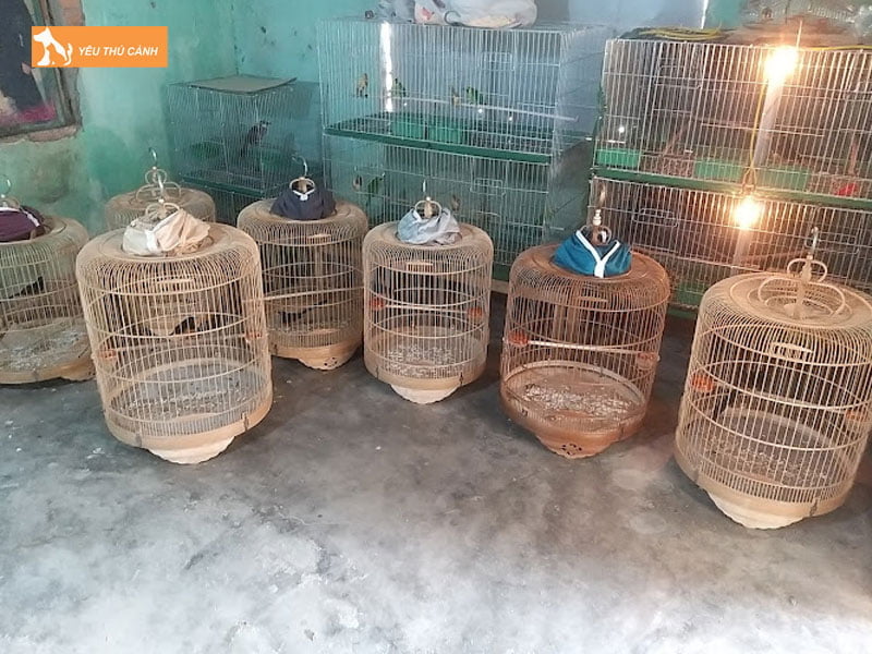 cua-hang-chim-canh-hoai-an-thucanh