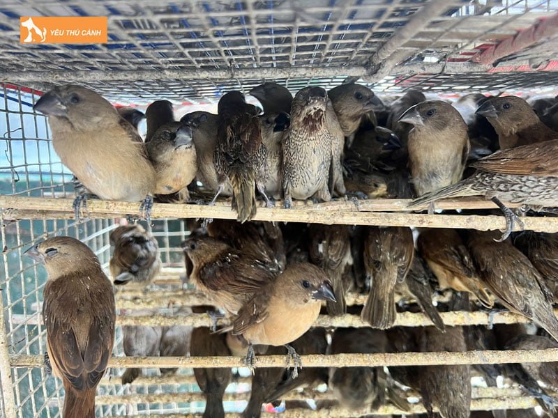 cua-hang-chim-canh-viet-thucanh