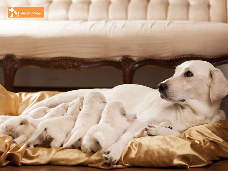 Cun-con-thieu-hoi-me-thucanh