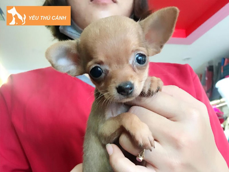 dac-diem-cua-cho-phoc-chuot-thucanh