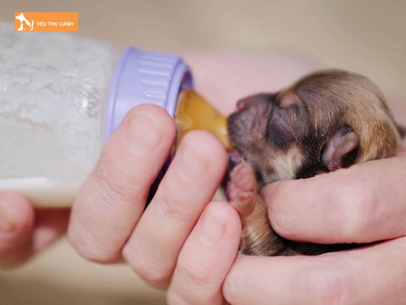 Dam-bao-cho-cun-con-an-uong-no-du-thucanh