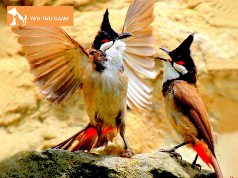 dau-hieu-chao-mao-dang-vao-lua-thucanh